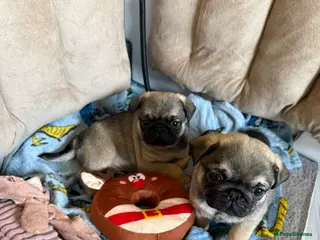 Pug dogs Pug puppies for sale - Advert 2