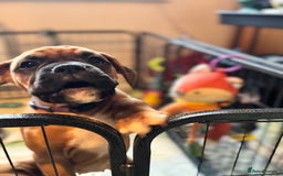 Boxer dogs for sale: 1 Female Boxer X Puppies-Ready Now - Image 40