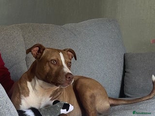 Mixed Breed dogs Bull x greyhound 💖 - Advert 1