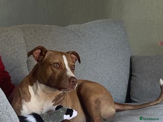 Mixed Breed dogs Staffy x greyhound 💖 - Advert 11