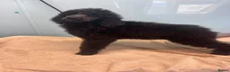 Standard Poodle dogs for sale: KC STANDARD POODLES HEALTH TESTED PARENTS  - Advert 3