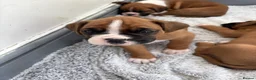 Boxer dogs for sale: Boxer  in Mexborough - Advert 2