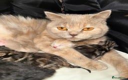 British Shorthair cats for sale: British short hair male kitten - Image 2