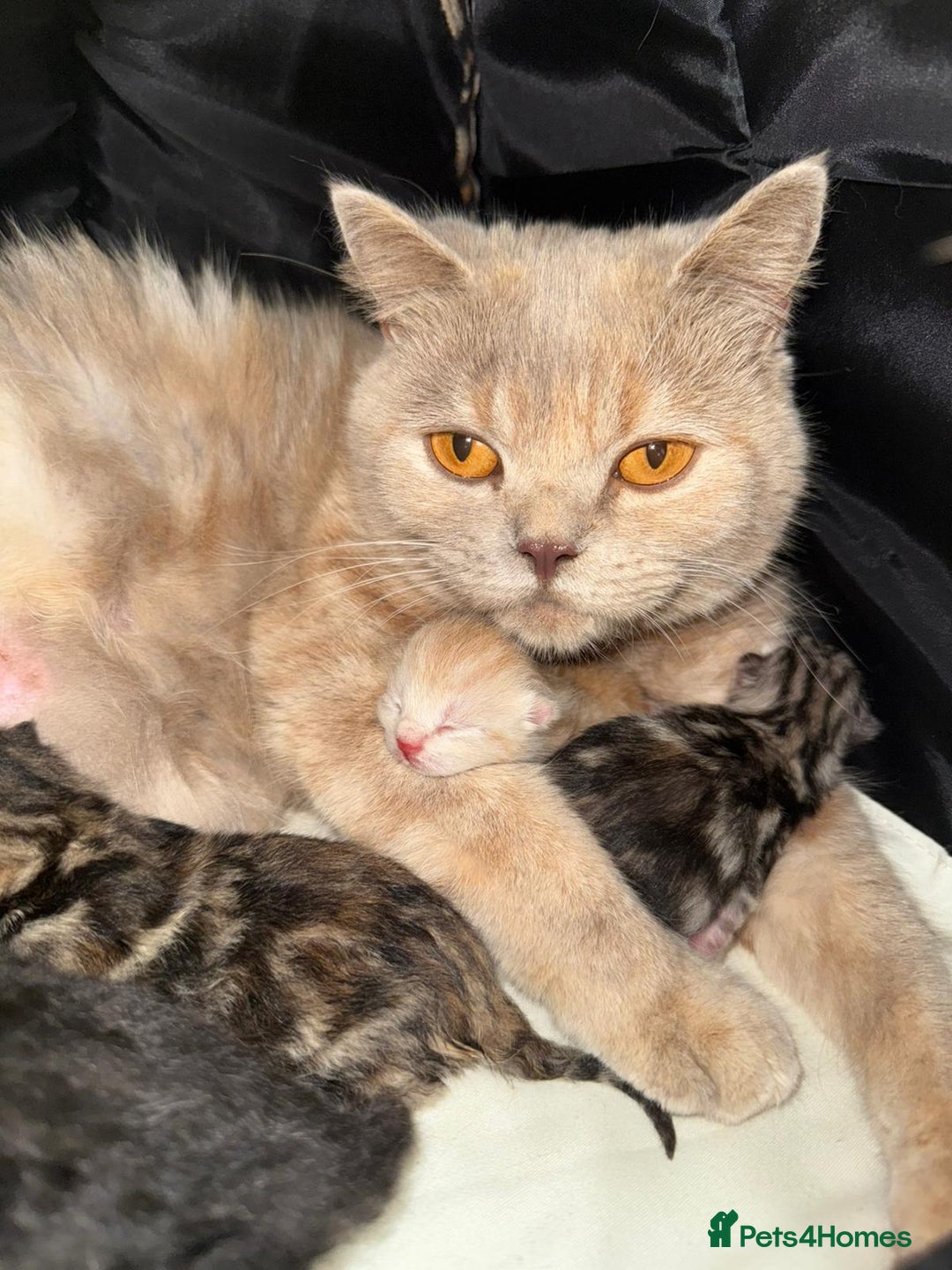 British Shorthair cats for sale: British short hair male kitten - Image 2