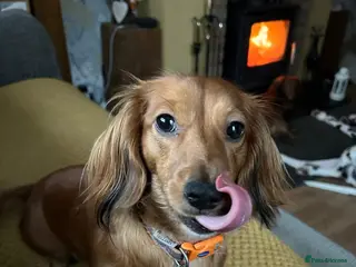 Miniature Dachshund dogs Miniature long haired dachshund - Advert 18