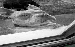 Mixed Breed dogs for sale: American pocket Corso - Image 38