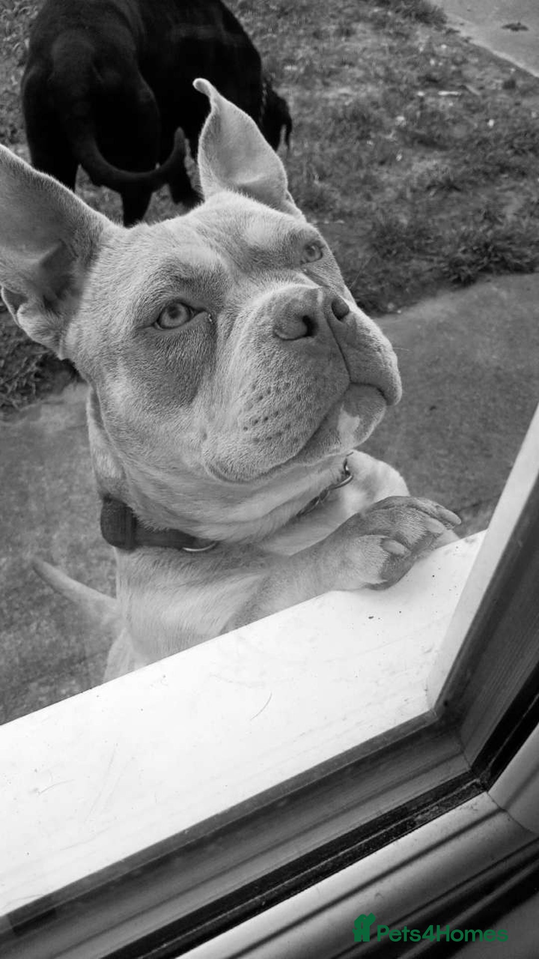 Mixed Breed dogs for sale: American pocket Corso - Image 38