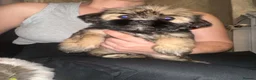 Shih Tzu dogs for sale: ✨✨Beautiful Shih TzuPuppies ✨✨ 🍯🌰🍪🧁🧸🐶 - Advert 7