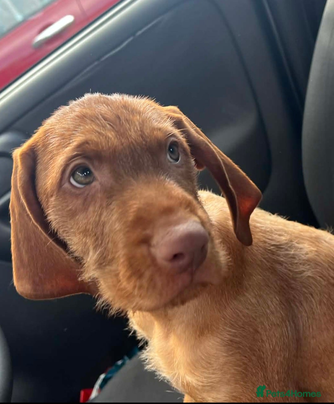 Hungarian Vizsla dogs Last Beautiful Hungarian Vizsla Puppy READY NOW - Advert 10