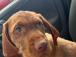 Hungarian Vizsla dogs Last Beautiful Hungarian Vizsla Puppy READY NOW - Advert 12