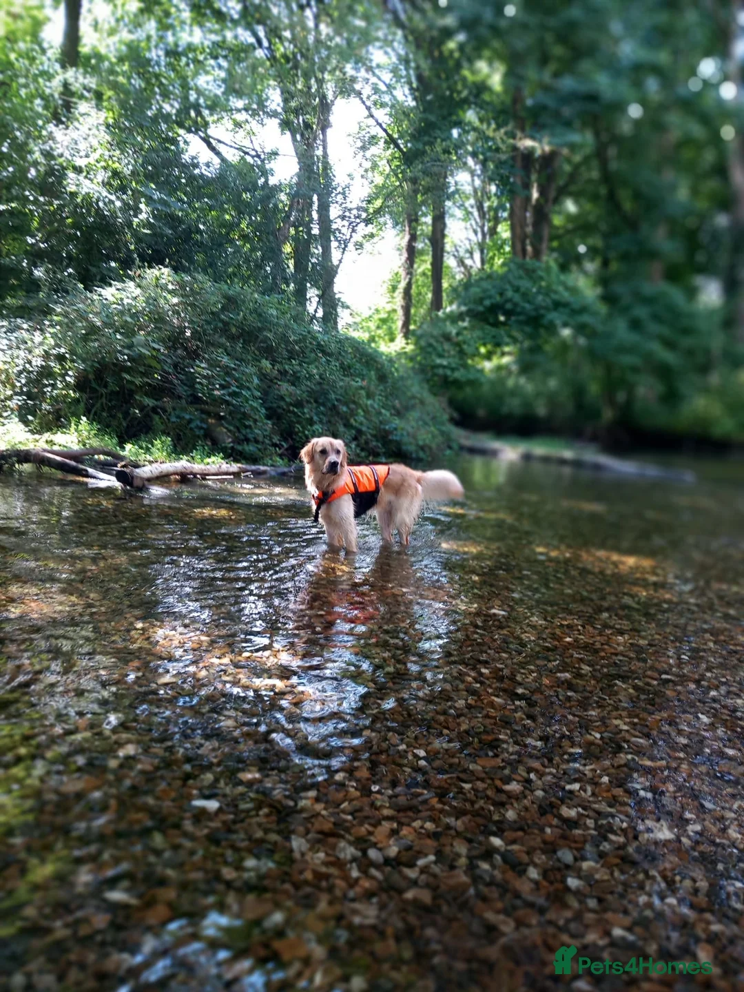 Golden Retriever dogs for sale: Golden retriever’Gus’ looking for a new home - Advert 6