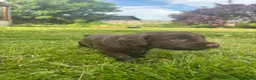 Sprocker dogs for sale: Sprocker puppies - Advert 9