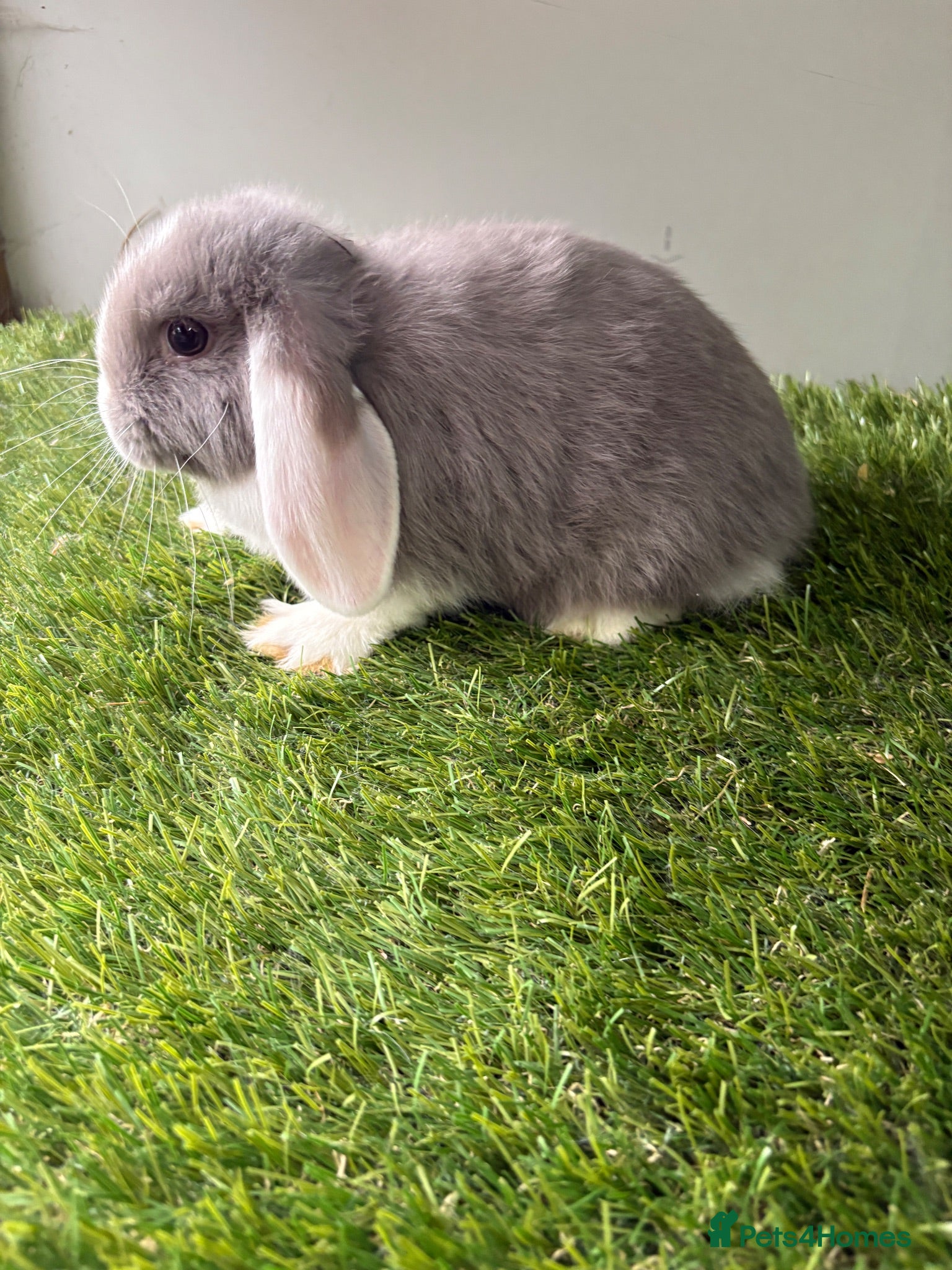 Mini Lop rabbits Stunning mini lop babies - amazing temperaments  - Advert 1