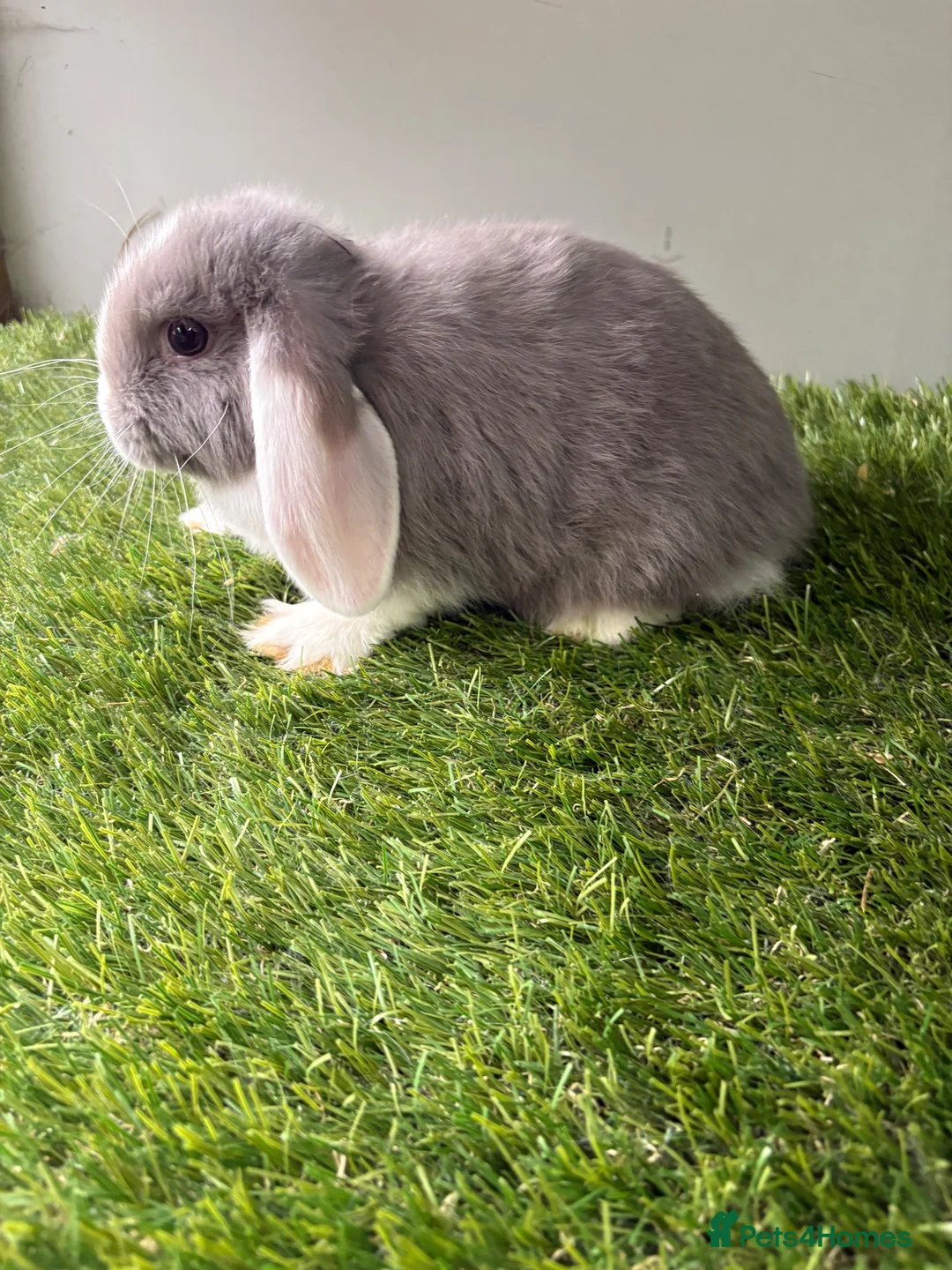 Mini Lop rabbits for sale: Stunning mini lop babies - amazing temperaments  - Advert 1