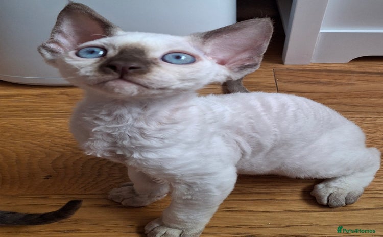 Devon Rex cats - Advert 1