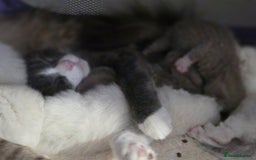 British Shorthair cats for sale: Britishshorthair/ragdoll - Image 5