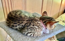 Mixed Breed cats for sale: All went to a good home 💕 thanks - Image 11