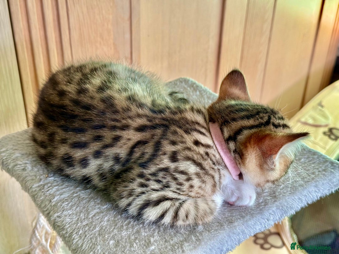 Mixed Breed cats for sale: All went to a good home 💕 thanks - Image 11