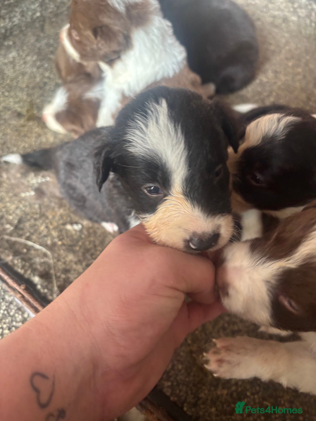 Border Collie dogs for sale: Beautiful pups B&W / R&W  - Image 3