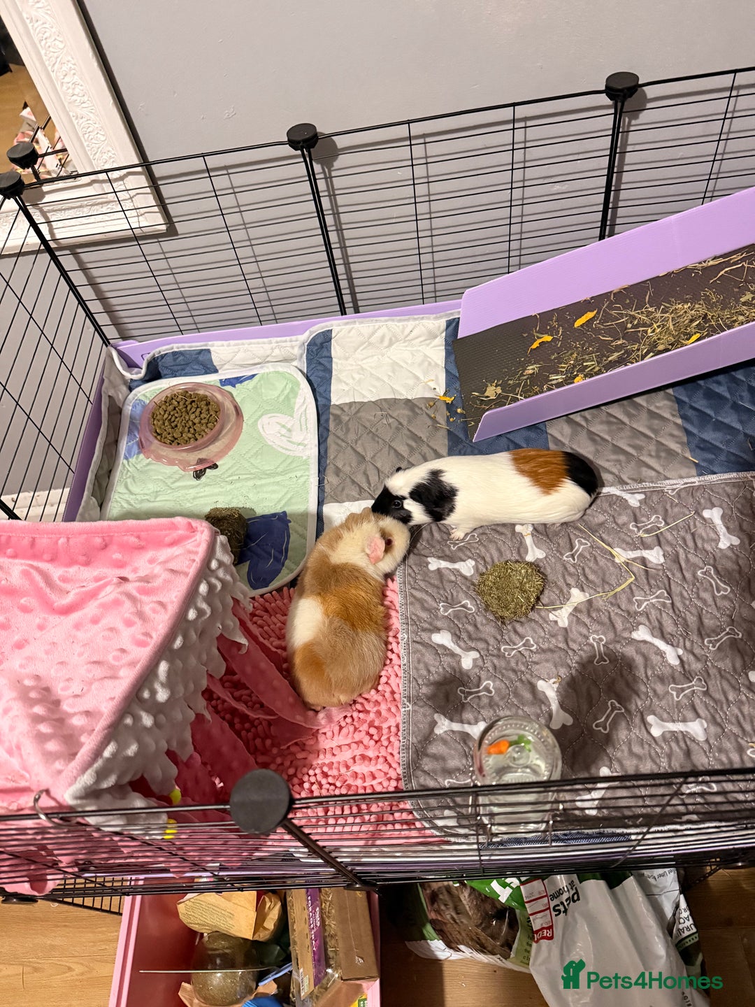 Guinea Pig rodents for sale: 4 sows with kavee cage - Advert 10