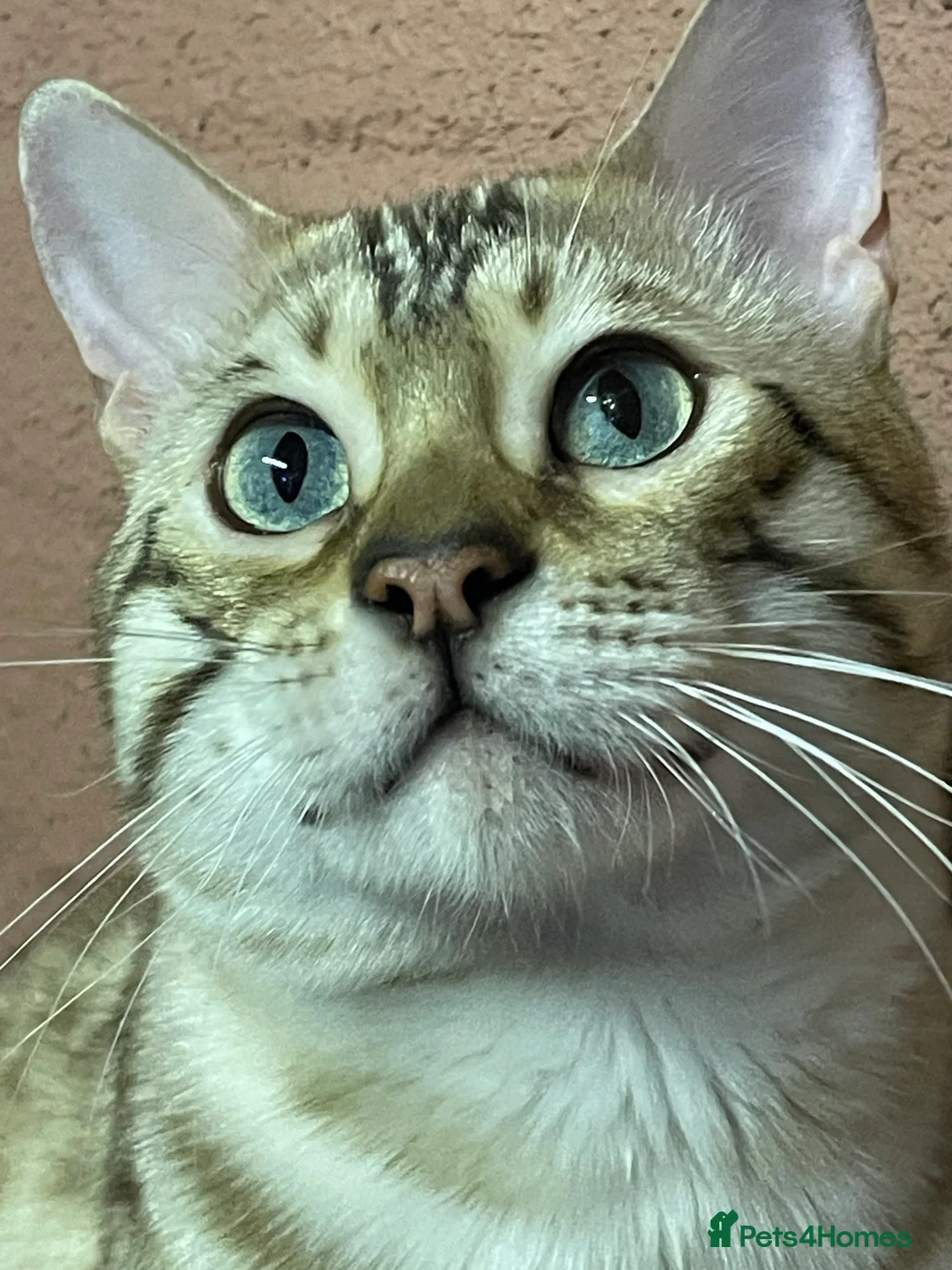 Bengal cats for sale: Bengal boy - Advert 4