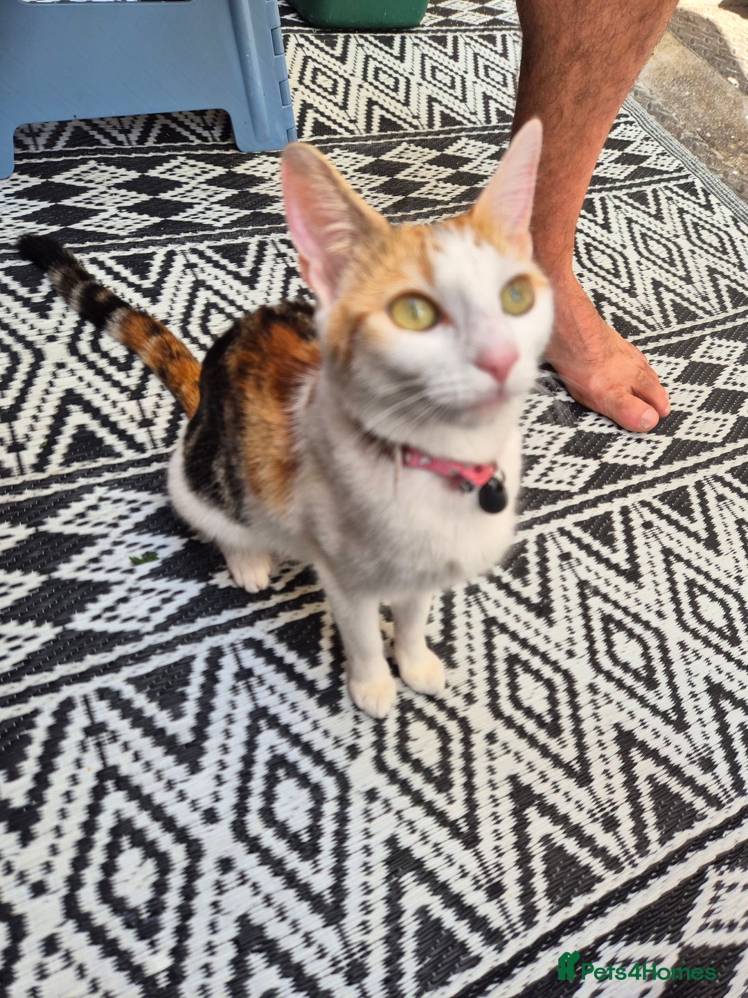 Domestic Shorthair cats for sale: 4 beautiful kittens domestic short-hair. - Image 2