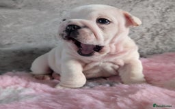English Bulldog dogs for stud: Britishpride stud  in Manchester - Image 19