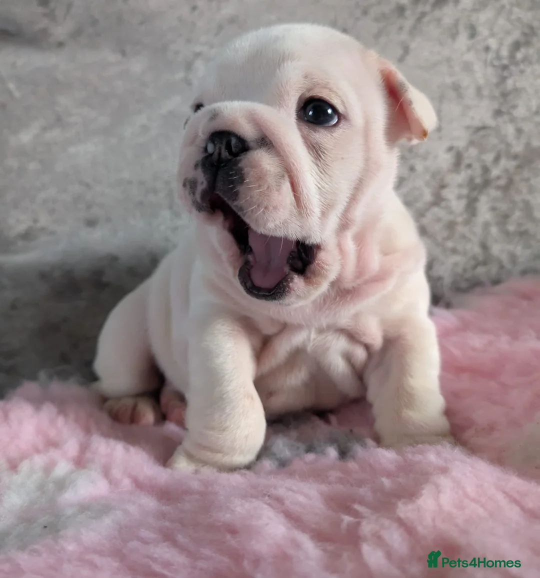 English Bulldog dogs for stud: Britishpride stud  in Manchester - Advert 19