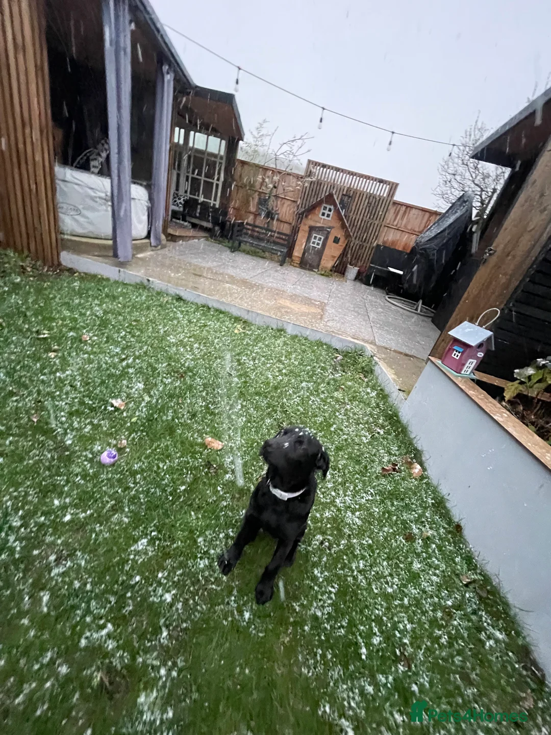 Labrador Retriever dogs for sale: Joey  - Advert 3