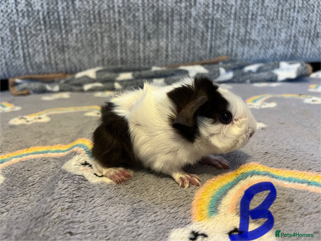 Guinea Pig rodents for sale: 🩷💙Girl and boy baby guinea pigs  - Advert 5