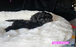 Shihpoo dogs for sale: Stunning 3rd Generation Shihpoo Puppies For Sale - Image 5
