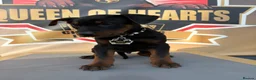 Chinese Red Dog dogs for sale: Stunning (Laizhou hong) Chinese red dog puppies  - Advert 3