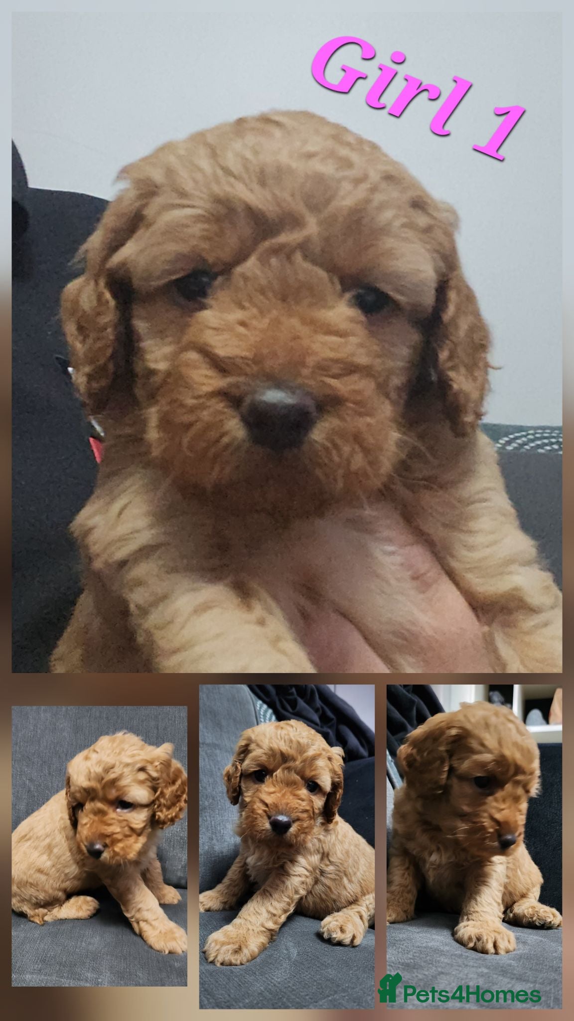 Cockapoo dogs 🩷 only 3 Girls Left 🩷 cockapoo puppies 🩷 - Advert 13