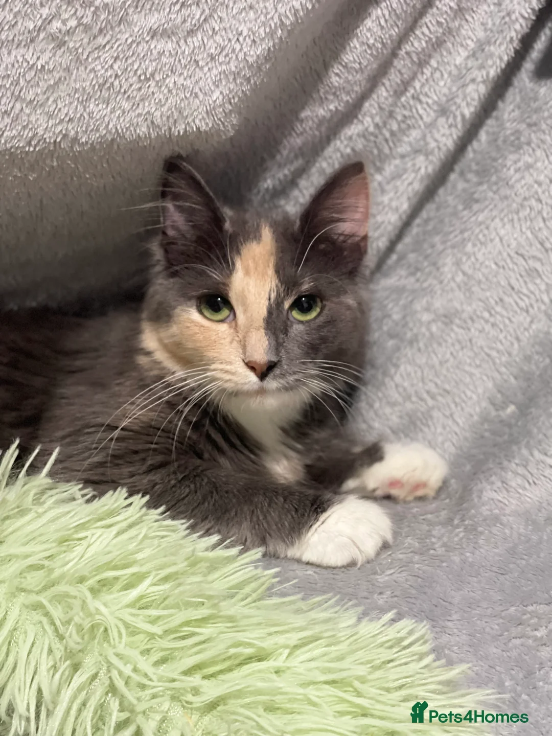 Persian cats for sale: Two beautiful Persian x - Advert 5