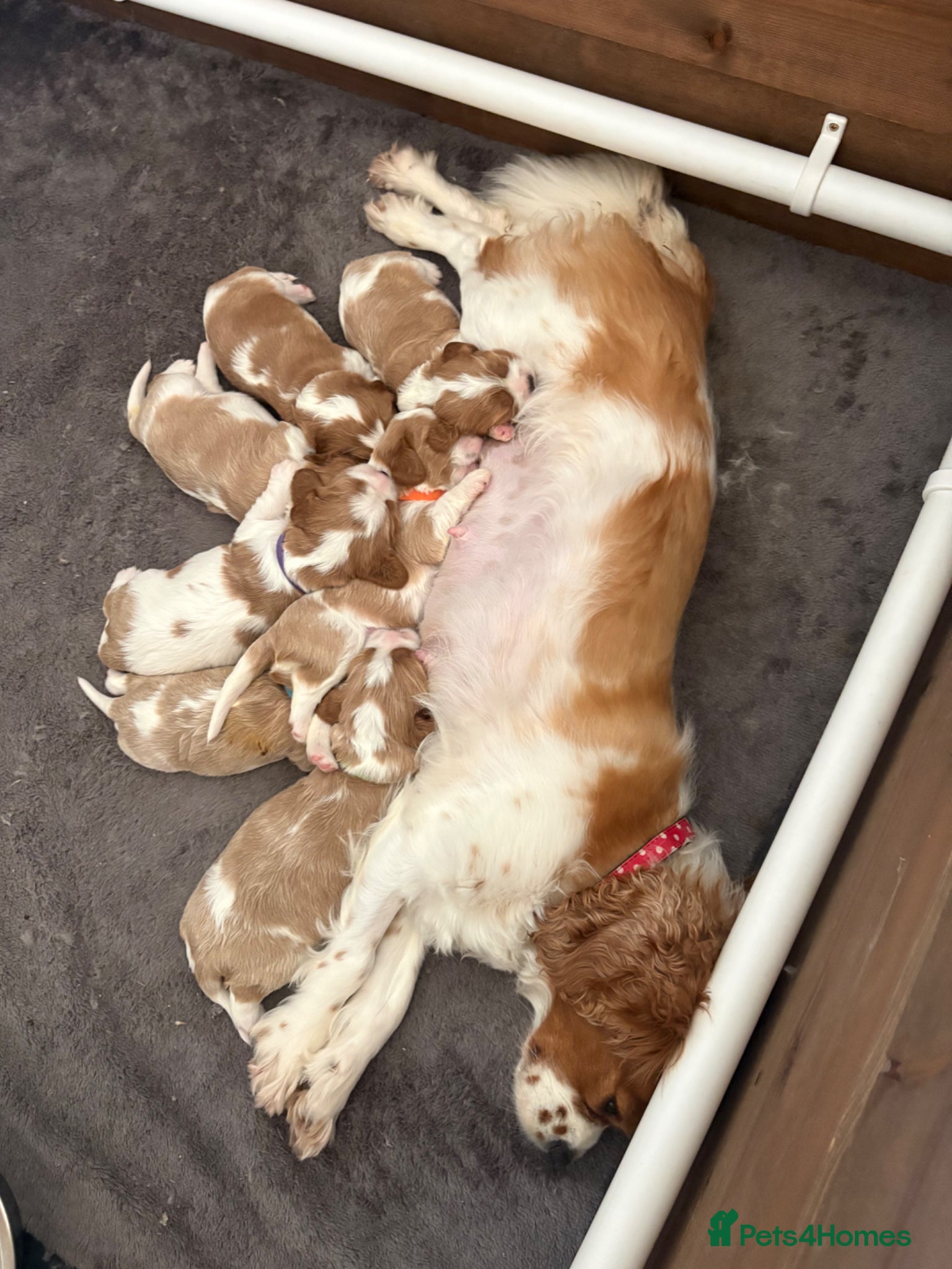 Cavalier King Charles Spaniel dogs Cavalier King Charles Spaniel Puppies  - Advert 2