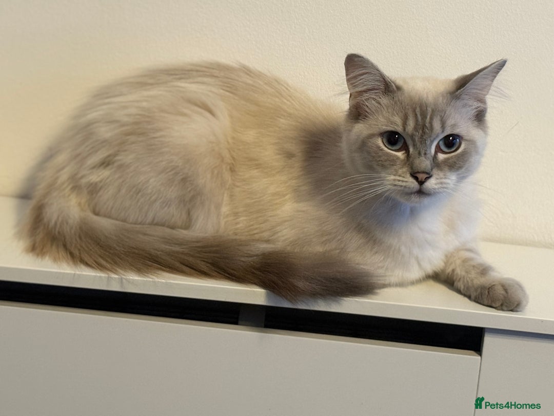 Ragdoll cats for sale: Stunning Seal Point Lynx Ragdoll For Sale. - Image 4