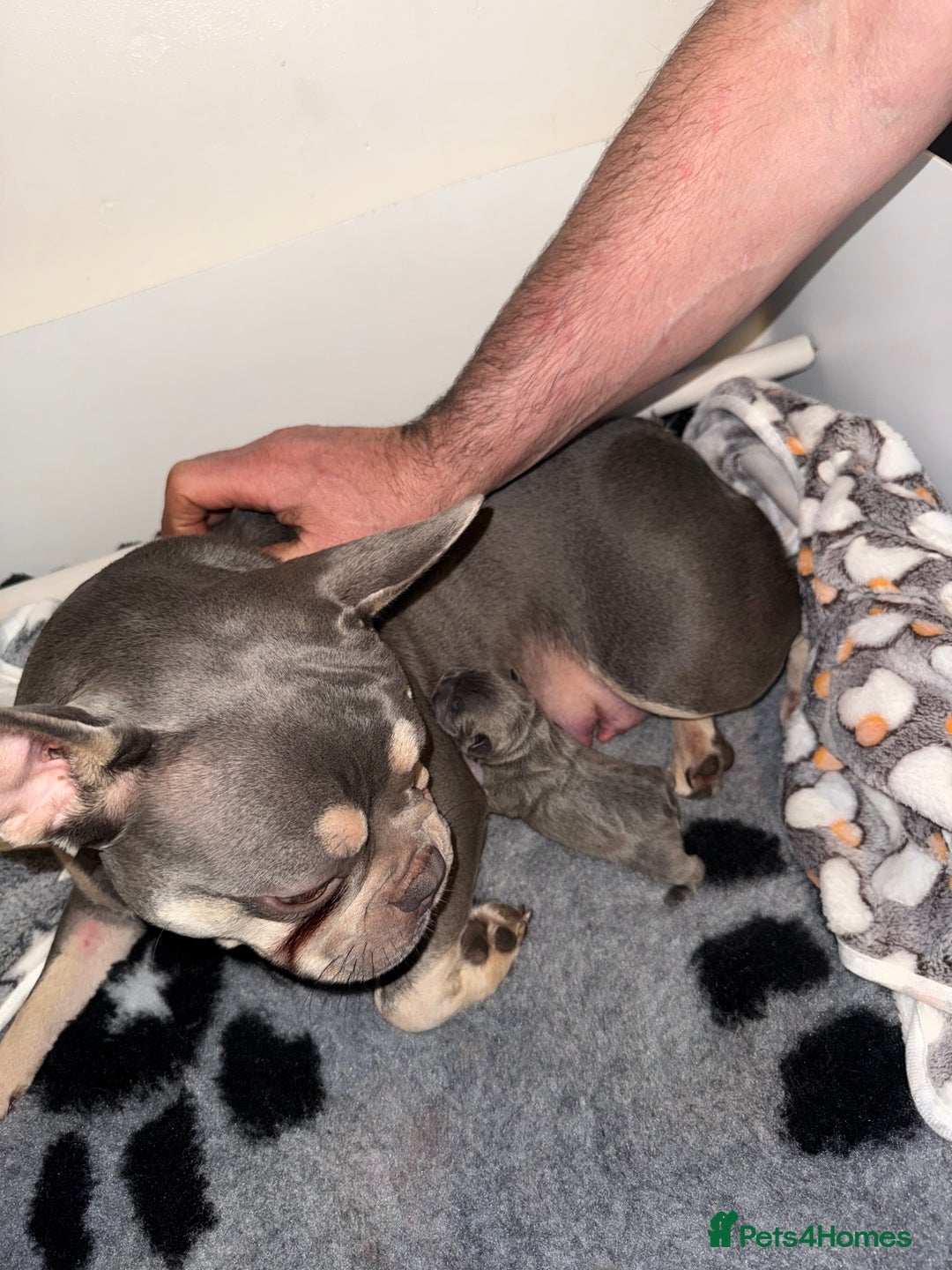 French Bulldog dogs for sale: French bulldog puppy🩵 - Advert 3