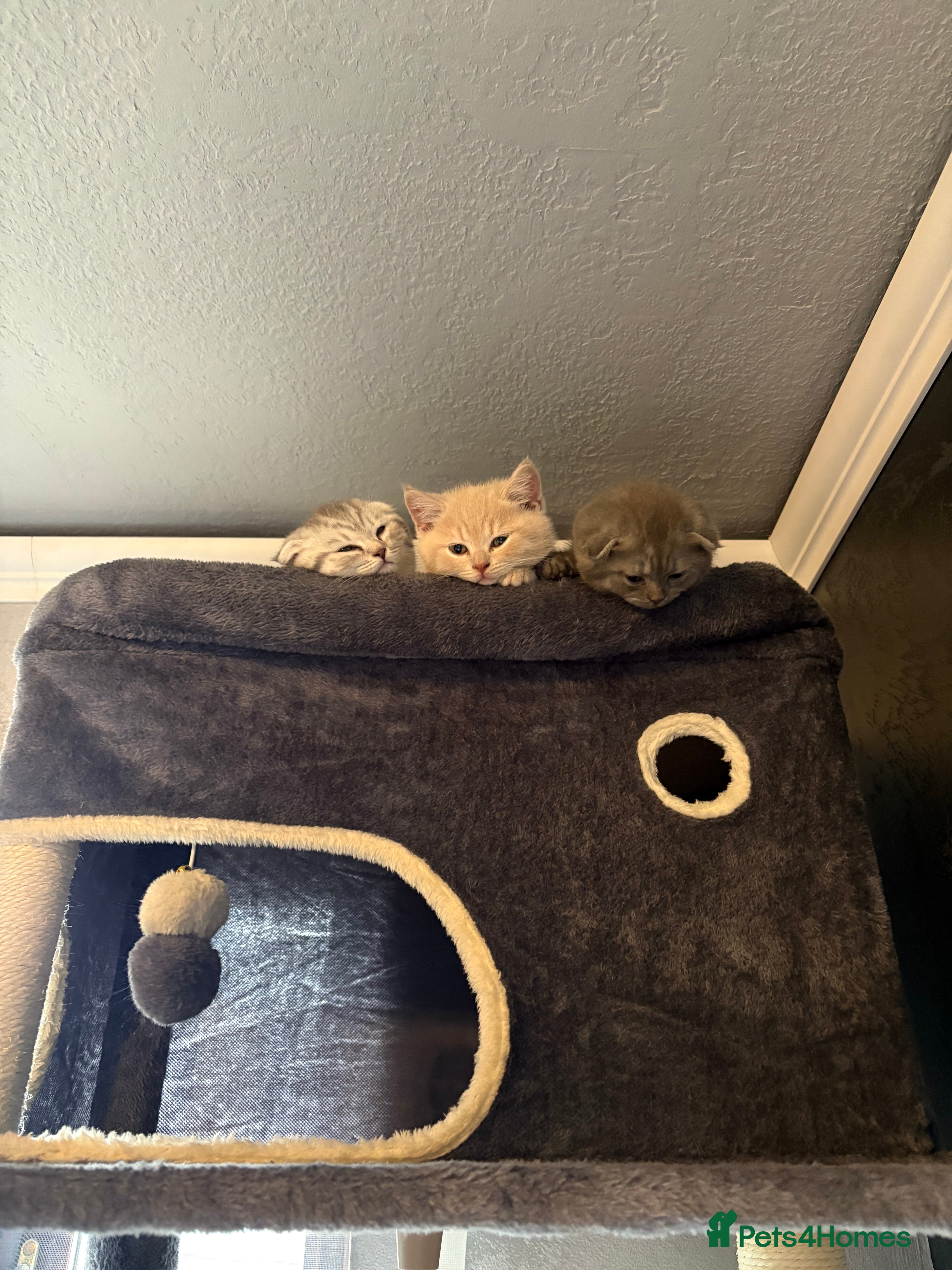 Scottish Fold cats LAST 1 Scottish fold&straight kittens - Advert 12