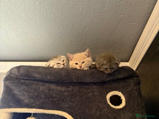 Scottish Fold cats LAST 1 Scottish fold&straight kittens - Advert 12