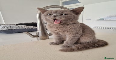 British Shorthair cats - Advert 7