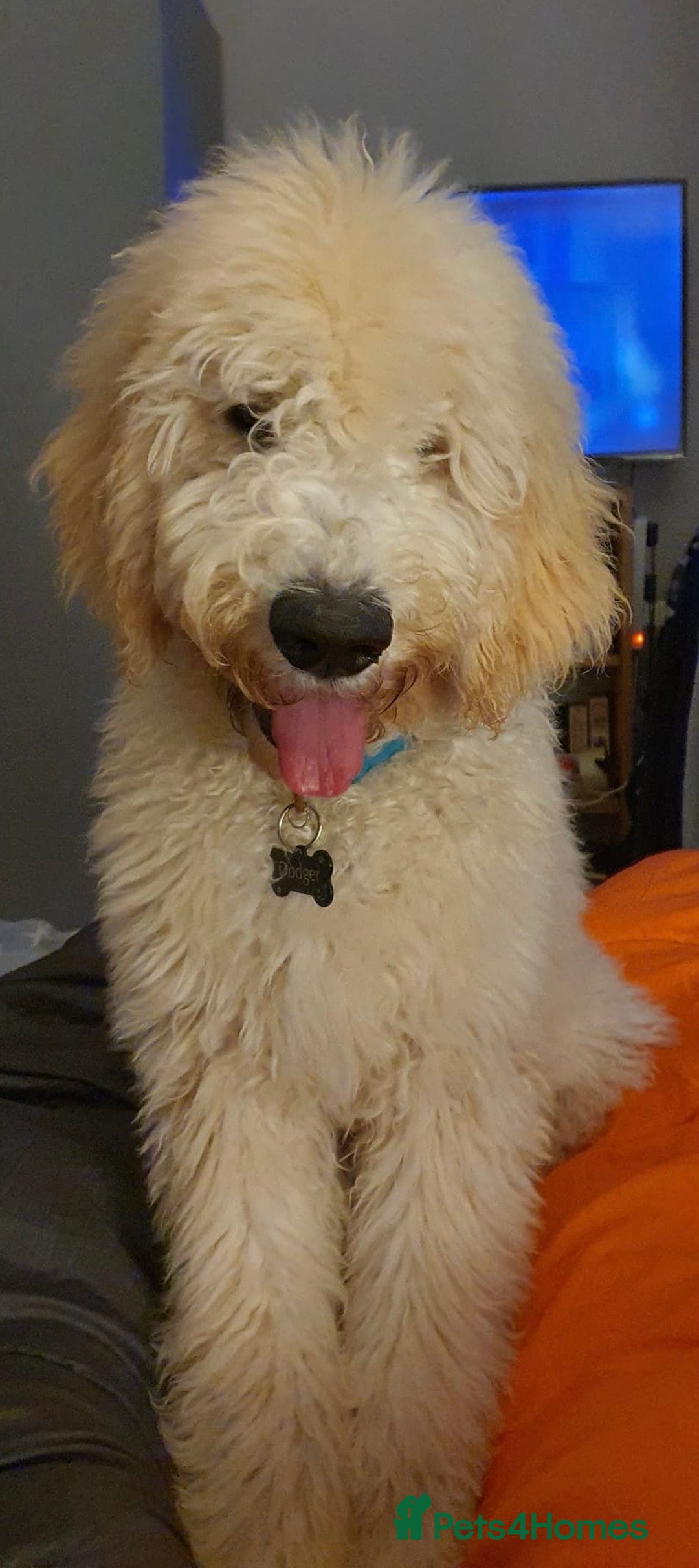 Goldendoodle dogs for stud: Multigenerational Goldendoodle for Stud  - Image 8