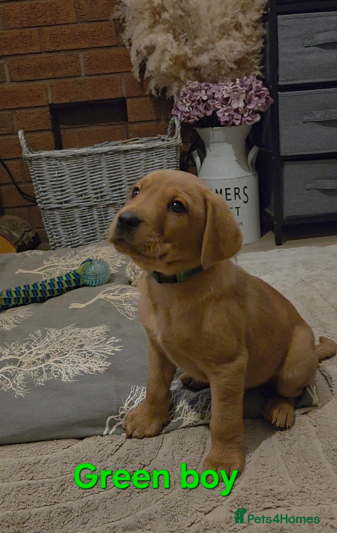 Labrador Retriever dogs Stunning Red fox labrador puppies  - Advert 4
