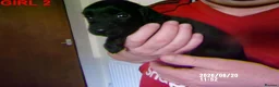 Cockapoo dogs for sale:  Cockapoo puppies - Advert 8