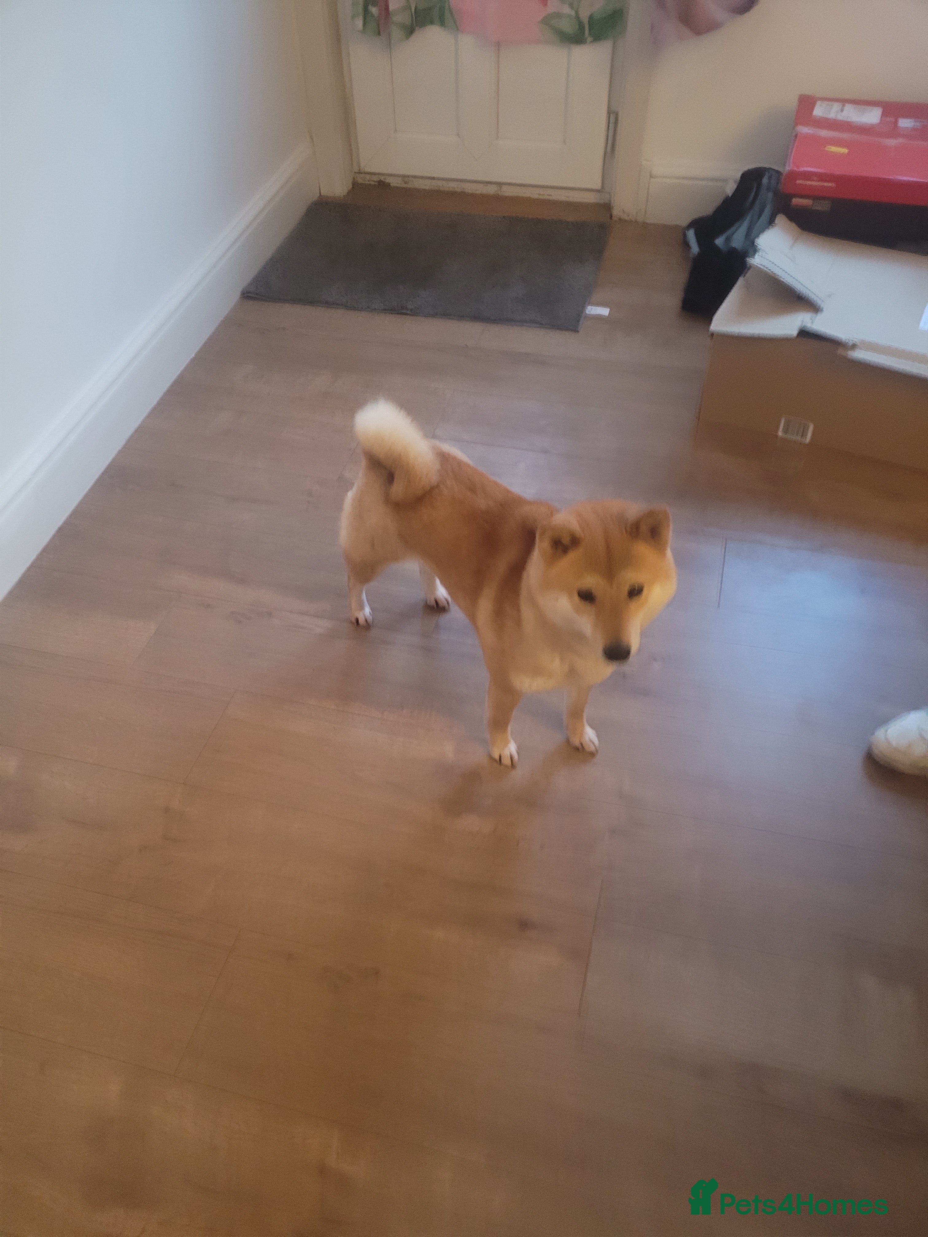Japanese Shiba Inu dogs I'm looking for a friendly home  - Advert 2