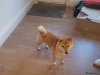 Japanese Shiba Inu dogs I'm looking for a friendly home - Advert 3