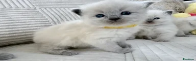 Ragdoll Kitten 3 yellow