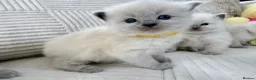 Ragdoll cats for sale: Blue Point Ragdoll Kittens for sale - Advert 35