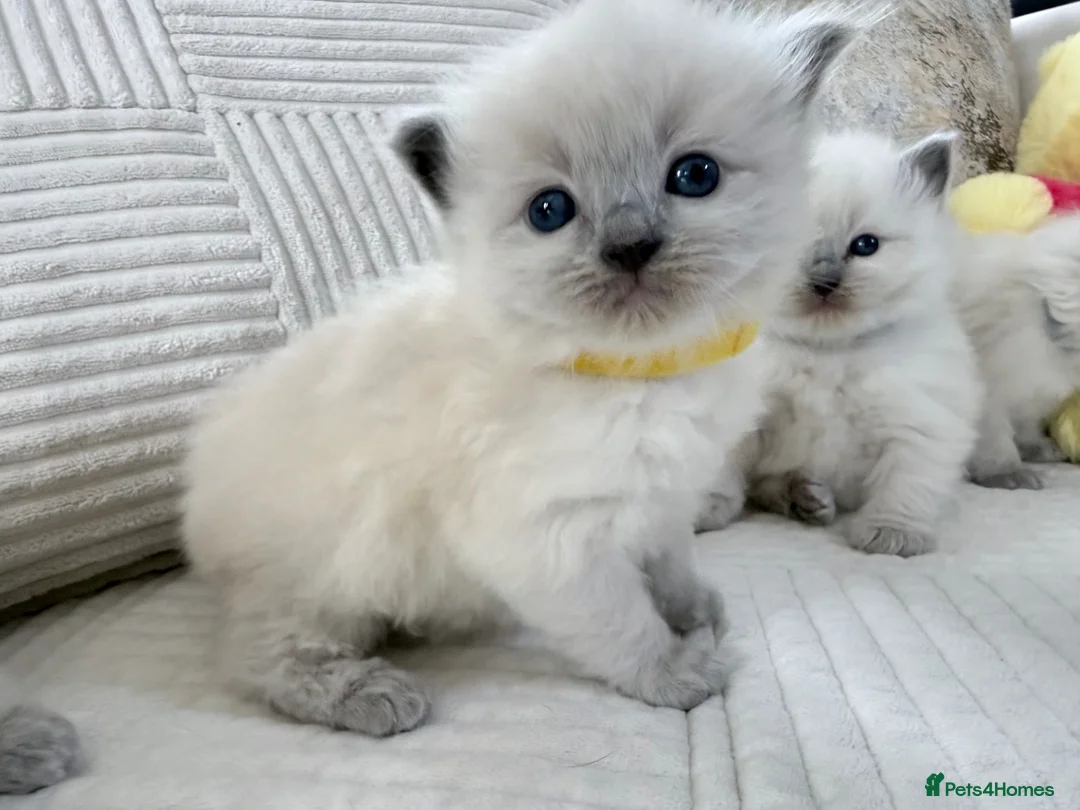 Ragdoll cats for sale: Blue Point Ragdoll Kittens for sale - Advert 35