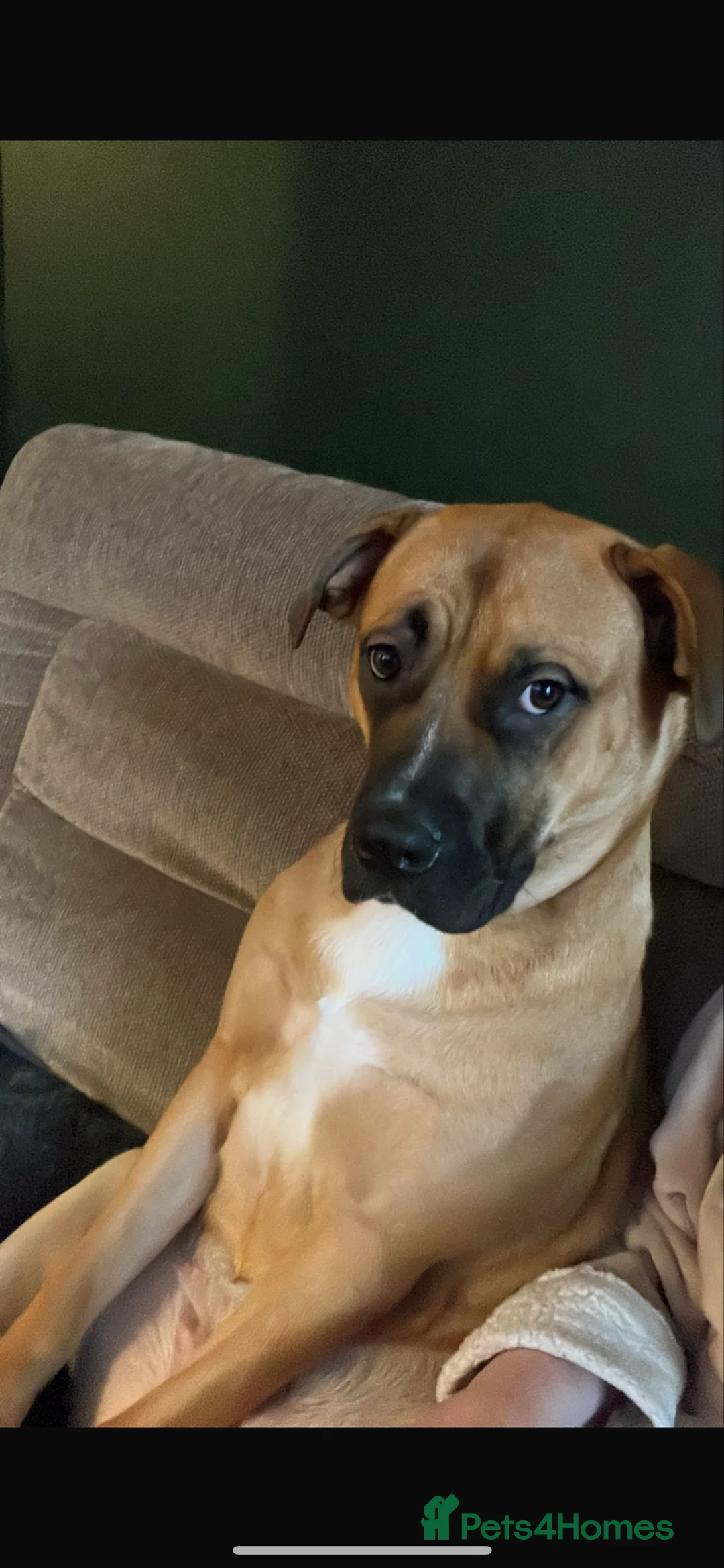 Bullmastiff dogs for sale: URGENT HOME NEEDED!!! - Advert 7