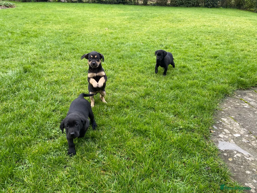 Labrador Retriever dogs for sale: Beautiful KC Reg bitch puppies - Advert 4